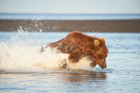 Female brown bear chasing salmon photo