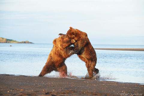 Brown bears fighting, Hallo Bay