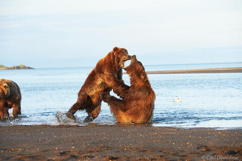 Brown bears fighting, Hallo Bay