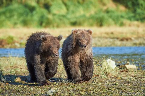Photo of 2 Grizzly bear cubs, siblings, in Alaska