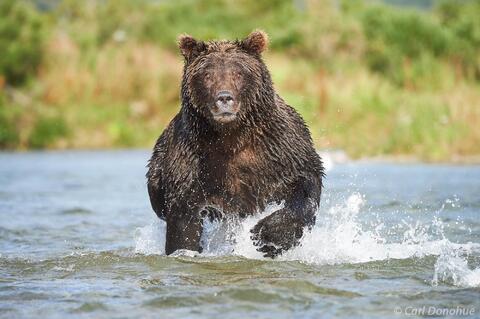 Adult male brown bear chasing salmon photo