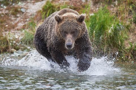 Adult female brown bear chasing salmon photo Alaska