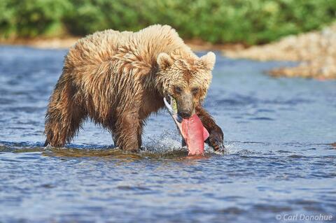 Brown bear eating salmon photo