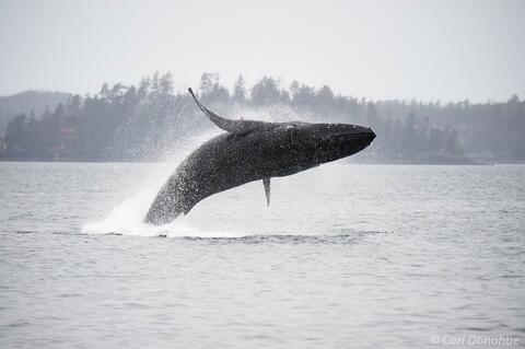 Breaching Humpback Whale Alaska