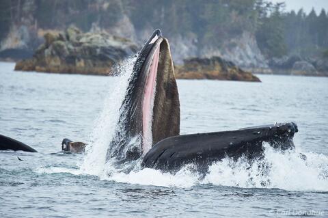 Bubble-feeding humpback whale near Sitka Alaska