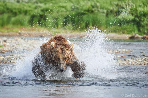 Brown bear fishing, Katmai National Park, Alaska