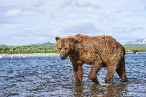 Brown bear photo Katmai National Park, Alaska