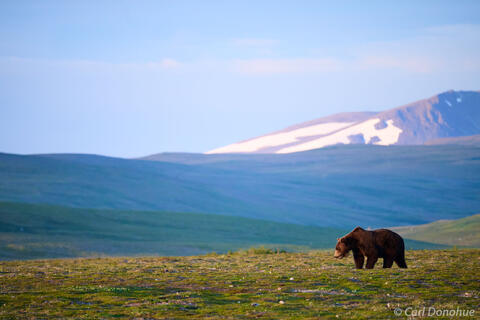 Brown Bear Walking Alpine Tundra Below Snow-Capped Peak, Katmai