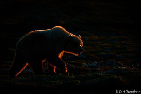 Rim-Lit Brown Bear Walking at Last Light, Katmai