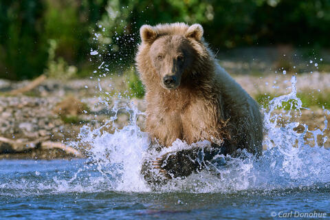 Brown Bear Crashing Through River in Pursuit, Katmai
