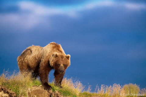 Patience Pays - brown bear Katmai