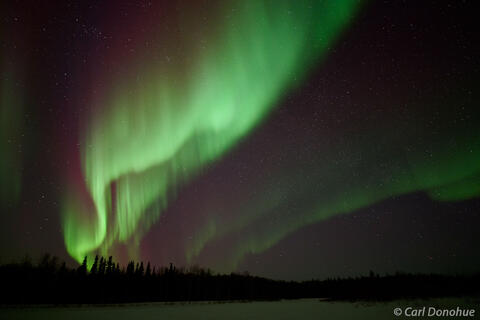 Aurora Borealis Over Spruce Forest, Alaska