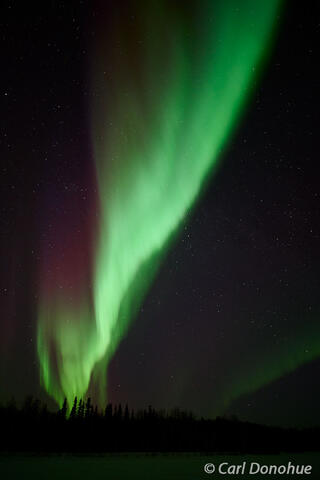 Vertical Aurora Columns Above Spruce Forest, Alaska