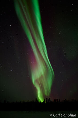 Curtain of Aurora Above Spruce Forest, Alaska