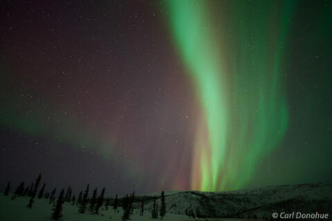 Aurora Over Snow-Covered Hills and Spruce