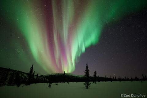 Pink and Green Aurora Above Spruce-Lined Ridge