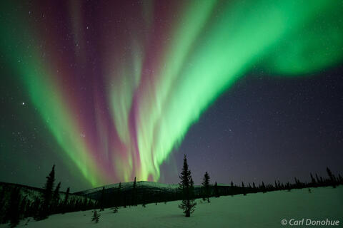 Aurora borealis boreal forest