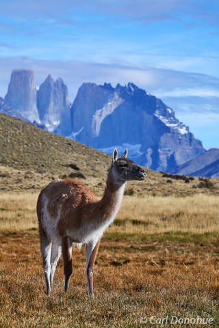 Guanaco in front of Torres del Paine