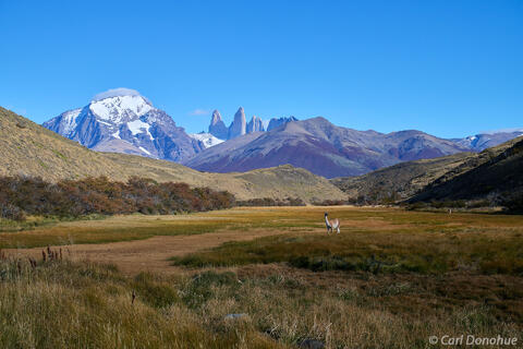 Guanaco Torres del Paine, Patagonia, Chile.