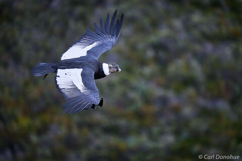 Andean condor in flight