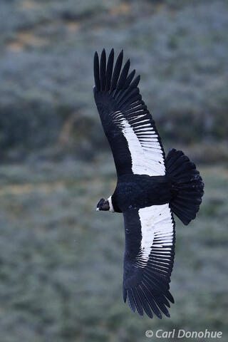 An Andean condor soars high above the windswept tundra of Patagonia, its broad wings catching the thermals rising from the rugged terrain below. 