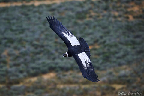 Soaring Andean Condor photo