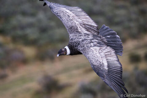 Juvenile Andean condor in flight