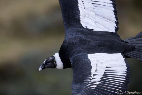 Andean Condor photo