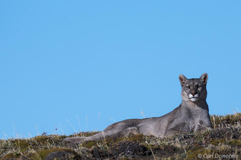 Mountain lion photo Patagonia Chile