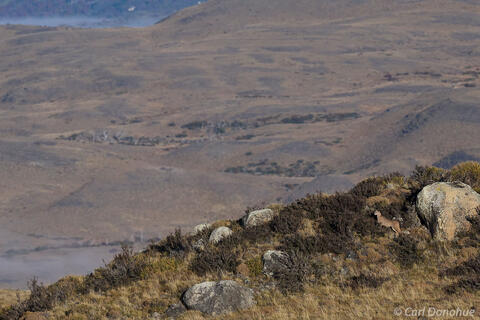 Puma photo, Torres del Paine, Chile