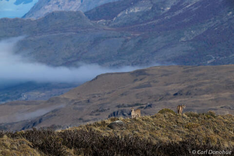 Mountain lion and cub Patagonia Chile