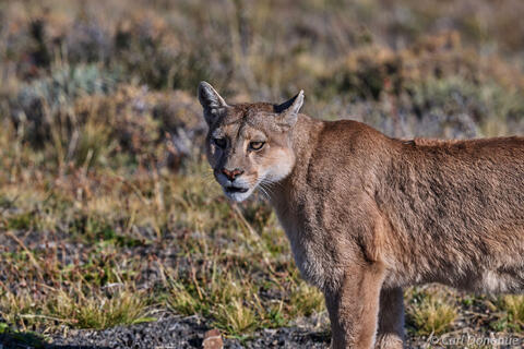 Puma, female, Patagonia Chile.