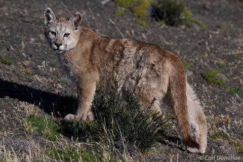 Puma cub, Patagonia, Chile.
