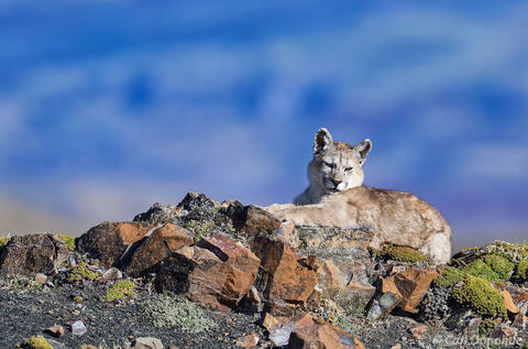 Puma cub photo Chile