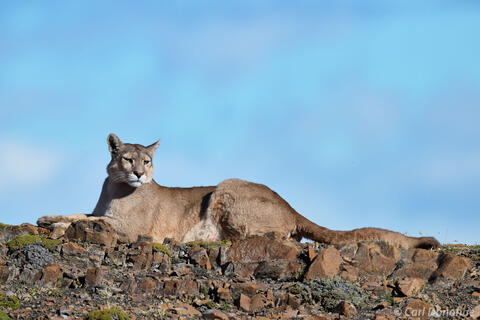 Mother puma on a ridge, Chile.