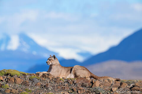 Mother puma on a ridge, Chile.