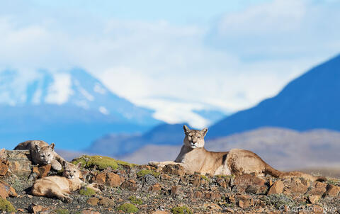 Puma mother and cubs Patagonia Chile