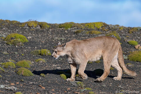 Mountain lion photo Patagonia Chile