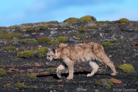 Mountain lion cub photo