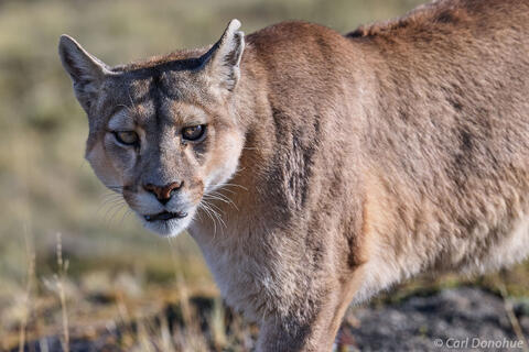 Female mountain lion or puma, Chile.