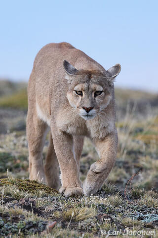 Female puma walking, Chile.