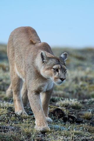 Female mountain lion Chile