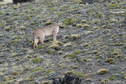 mountain Lion Photo