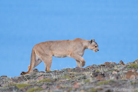 Puma walking on a ridge, Chile.