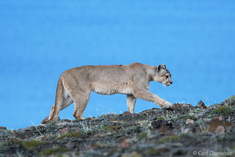 Female mountain lion stalks a ridgeline