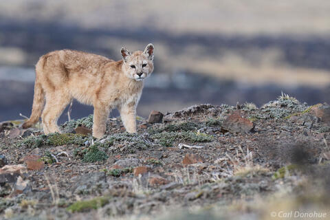Puma cub photo Patagonia Chile