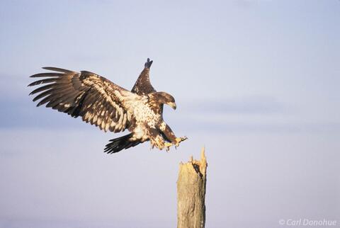 Photo of a young immature bald eagle landing