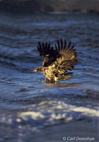 Juvenile bald eagle fishing Kachemak Bay