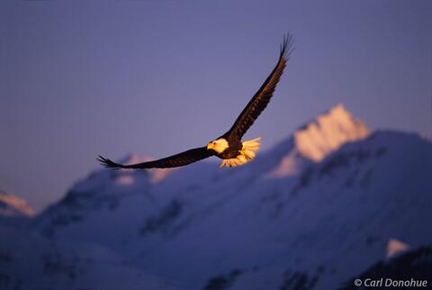 Photo of bald eagle flying above mountains