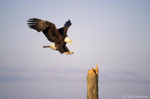 Photo of bald eagle landing on tree
